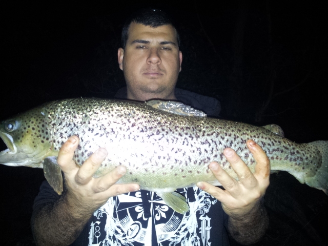 BROWN TROUT HARVEY DAM  MY CUZ GOT A CRACKER